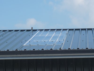 Polycarbonate Rooflight 1.JPG